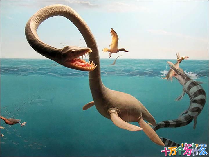 蛇颈龙类都有像蛇一样的长脖子吗