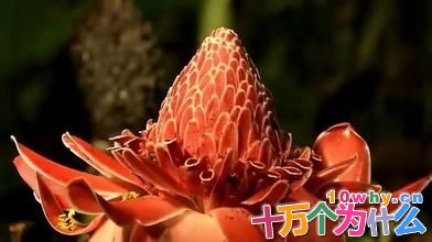 植物能不能自己生产对付昆虫的“化学武器”