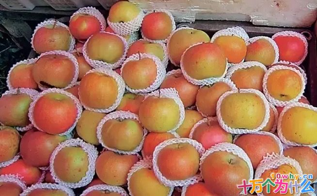 “一个苹果烂,一整筐苹果坏”是一句西方谚语,常用来比喻个别的问题会影响到全局。其实,这个说法并不仅仅是一个比喻,其中也蕴藏着科学的道理。   尚未成熟的水果是“青涩”的,往往硬而不甜。“青”源自其中的叶绿素,“涩”来自其中的单宁,“硬”主要是果胶的贡献,而“不甜”则是因为淀粉还没有转化成糖。等到果实快要成熟的时候,植物体内会产生一种叫作乙烯(CH2=CH2)的气体。它就像一种“信号”,只要它一出现,水果中的各个部分就像听到了“进攻”的号角,开始行动。一些酶开始分解叶绿素,甚至产生新的色素,于是绿色消失,红、黄等颜色出现,宣告果实逐渐成熟;一些酶开始分解水果中的酸性物质,使水果变得不再那么酸;淀粉酶把淀粉水解成糖,水果变甜了;果胶酶开始对一些果胶进行分解,水果渐渐变软了;还有一些酶把水果中的有机化合物分解成有特定香味的挥发性气体,于是不同的水果就有了不同的诱人香味……   不仅仅是水果自身产生的乙烯分子会启动“成熟机制”,来自外界的乙烯分子也具有同样的作用。如果一个水果坏掉了,它分泌的乙烯量就会大大增加,它周围的水果受到这些乙烯分子的影响,也纷纷启动“成熟机制”,产生更多的乙烯分子。这些乙烯会促发更多水果的“成熟机制”。   水果店里的许多水果都被纸或者泡沫袋包着,这不仅仅是为了好看。就像人体受到外界刺激会产生防御反应,水果“受伤”了也会有所反应,分泌乙烯就是其中的一种。在运输过程中,成箱成筐的水果们难免相互磕磕碰碰,虽然只是“小伤”,但也足以使它们产生更多的乙烯分子,加速成熟和腐烂。就像传染病一样,一个染病了,周围的也都难以幸免。为了避免“坏一个,烂一筐”,人们就将它们包起来以减少受伤和相互影响的概率。   其实,早在中国古代,人们如果采下青涩的梨,会放在密闭的房间里对它们“熏香”。香是用一些植物原料做成的,“熏香”的时候燃烧不完全,产生的烟气中就含有一些乙烯成分。通过这种“催熟”方式,青涩的梨很快就能变得又甜又香了。古代埃及,在无花果结果之后的某一段时间,人们会在果树上划出一些口子。这样做可以让无花果的果实结得更大,成熟更快,其原理是划伤果树会促进乙烯分子的释放。现代科学实验证实,在无花果结果之后的16~22天,如果对果树进行划伤处理,1小时之内乙烯产生的速度会增加50倍。在接下来的三天内,果实的直径和重量会分别增加2倍和3倍。在中国农村,核桃结果之后人们也经常在树上砍出伤痕,亦是同样的道理。