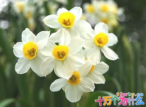 为什么水仙和铃兰是一对“天生冤家”