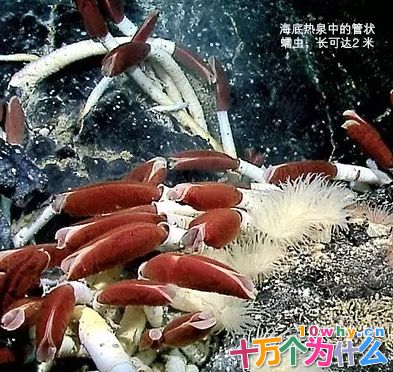 为什么天文学家特别关注海底热泉中的嗜极生命