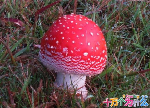 越鲜艳的蘑菇越有毒吗?