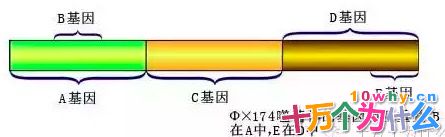 DNA就是基因吗