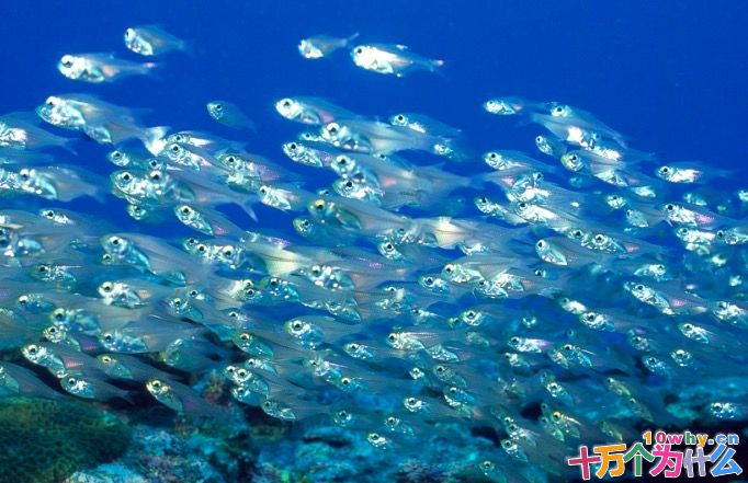 海水很咸,为什么海鱼肉却是淡的