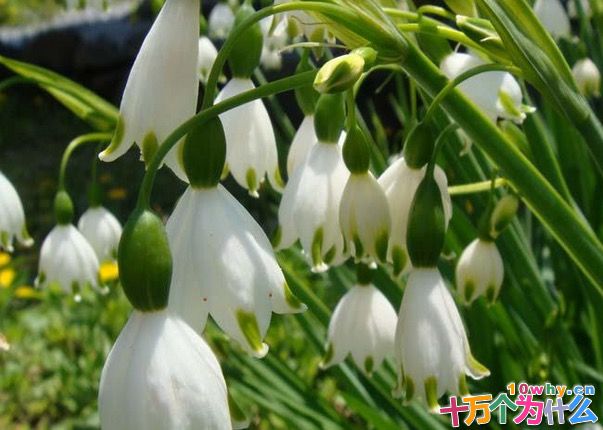 为什么水仙和铃兰是一对“天生冤家”