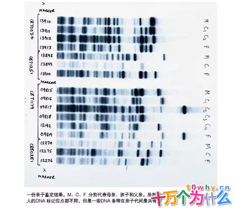 什么是亲子鉴定