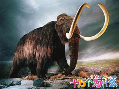 大象的祖先也有长鼻子吗