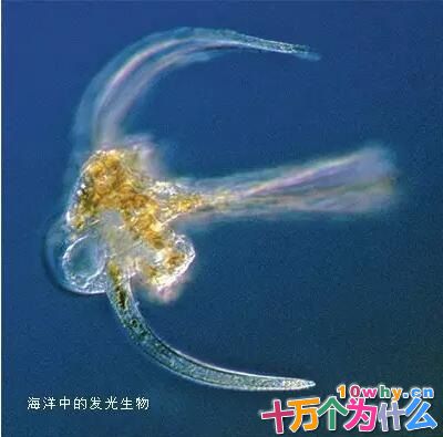 沙滩上为什么出现“魔鬼亮脚印”