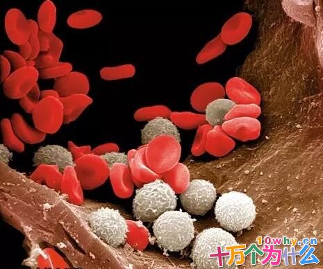 为什么要验血