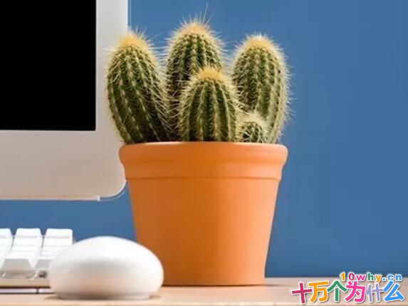 仙人掌放在计算机旁真能防辐射吗