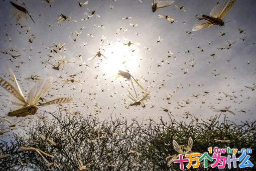 唐朝宰相姚崇用什么方法治蝗?姚崇灭蝗故事介绍 唐朝宰相姚崇用什么方法治蝗?姚崇灭蝗故事介绍