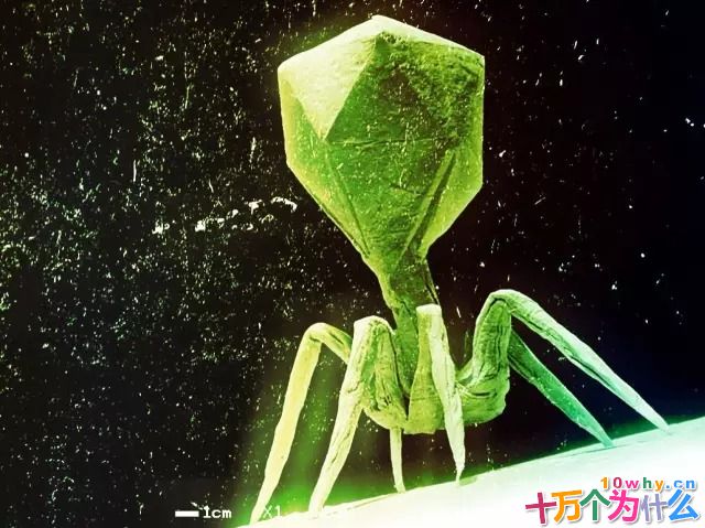 能一传十、十传百的冠状病毒到底是不是生命？