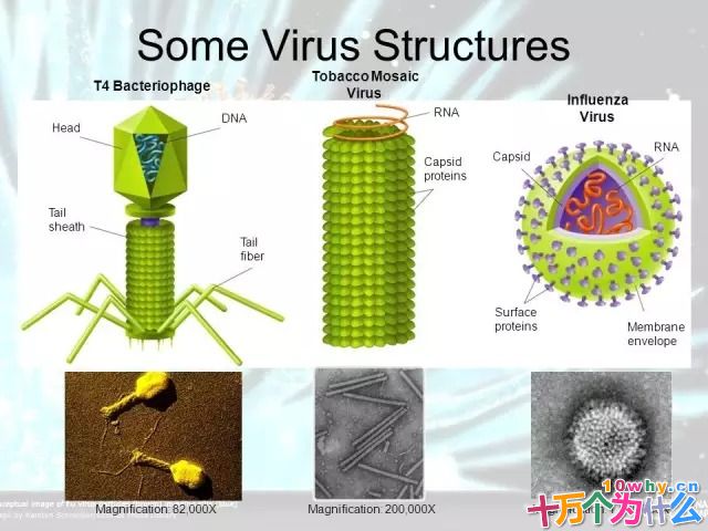 能一传十、十传百的冠状病毒到底是不是生命？