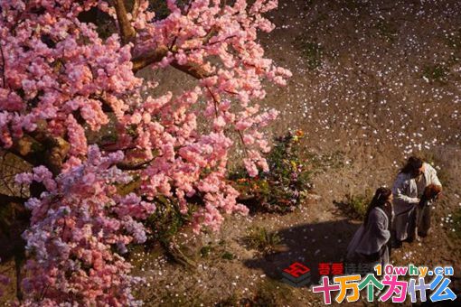 三千鸦杀傅九云身份是什么?傅九云结局揭秘 三千鸦杀傅九云身份是什么?傅九云结局揭秘