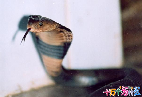 为什么蛇的舌头总是伸出来 原因是什么?