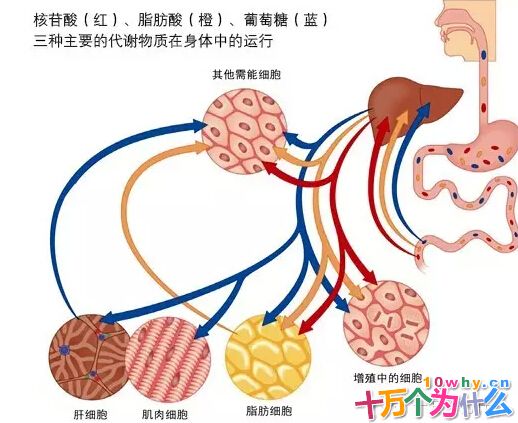 为什么说葡萄糖是人体内最重要的能量来源