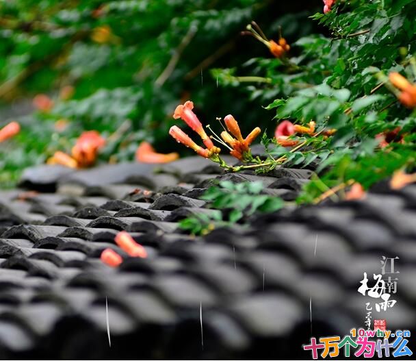 为什么江淮地区会有梅雨天气