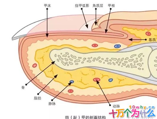 为什么指（趾）甲生长有快慢