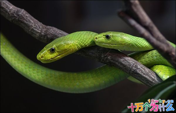 为什么有些动物有毒