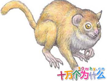 猴子的祖先长什么样