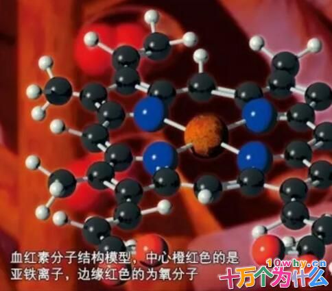 血液为什么是红色的