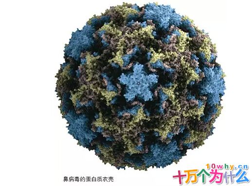 感冒时，谁把鼻子给塞住了