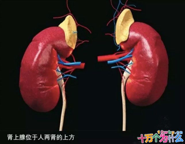 为什么人在生死关头会变成超级大力士