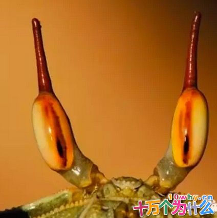 螃蟹为什么长着一对柄眼?