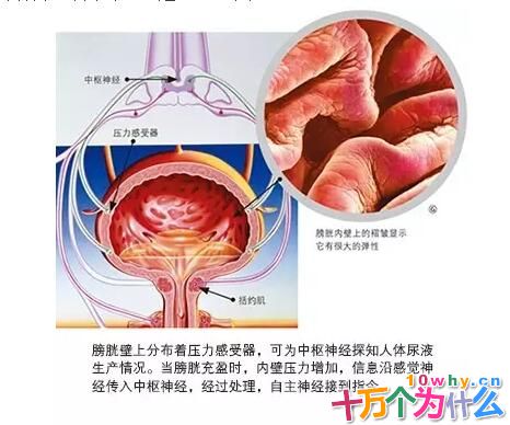 为什么有的人会尿床