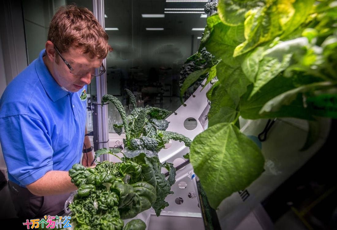 月壤到底能不能种菜？