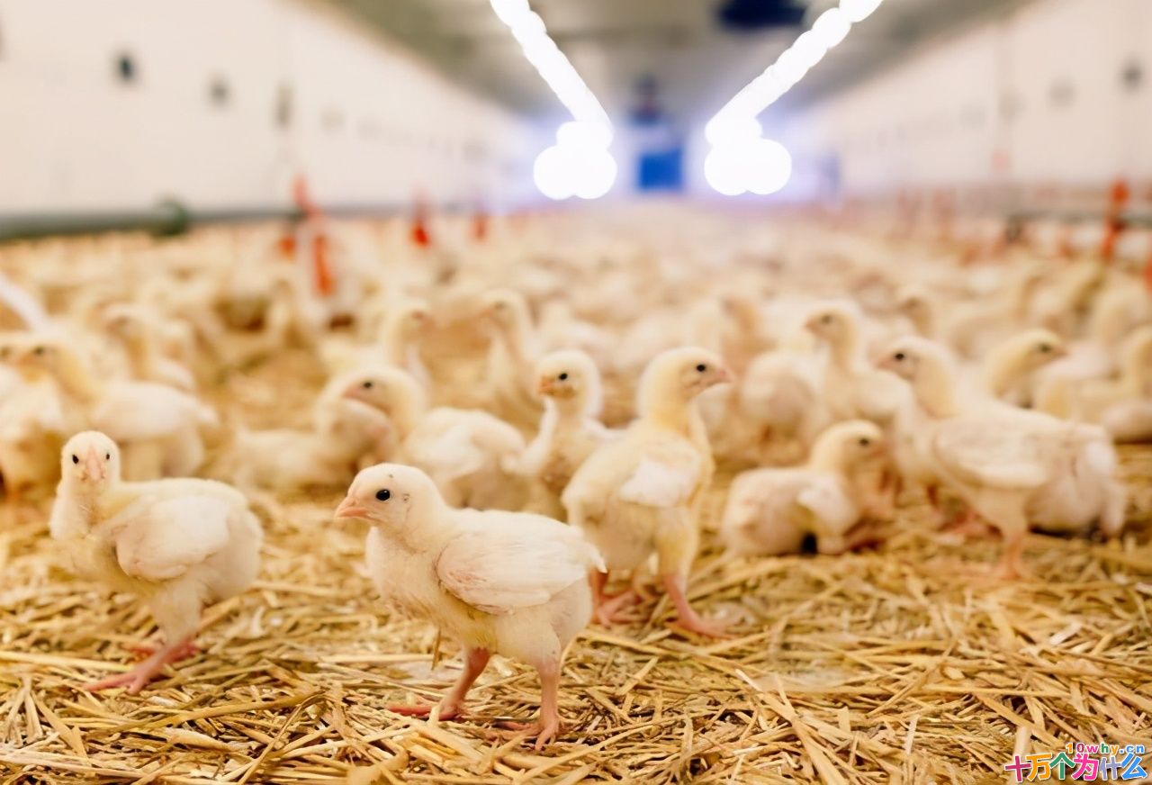 鸡为什么365天都在下蛋?而且未受精,人类利用了鸡的bug