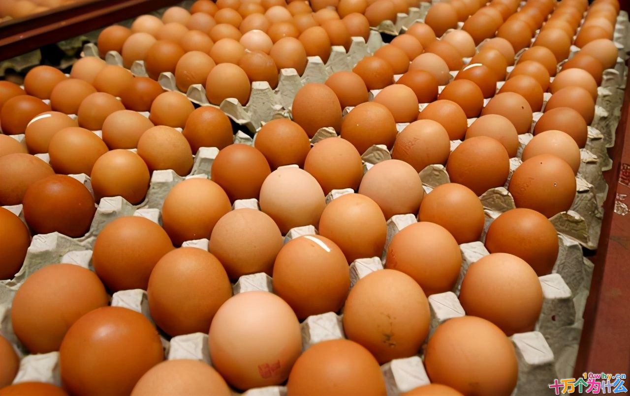 鸡为什么365天都在下蛋?而且未受精,人类利用了鸡的bug