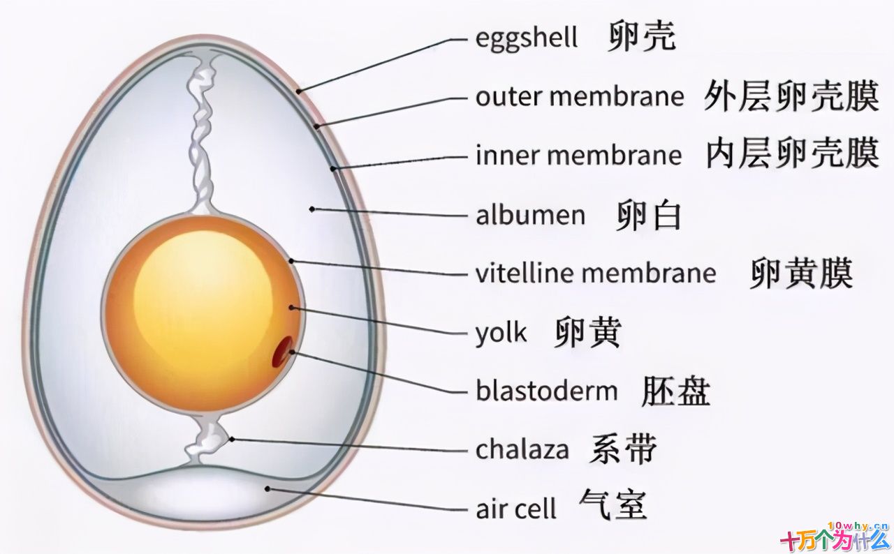 鸡为什么365天都在下蛋?而且未受精,人类利用了鸡的bug