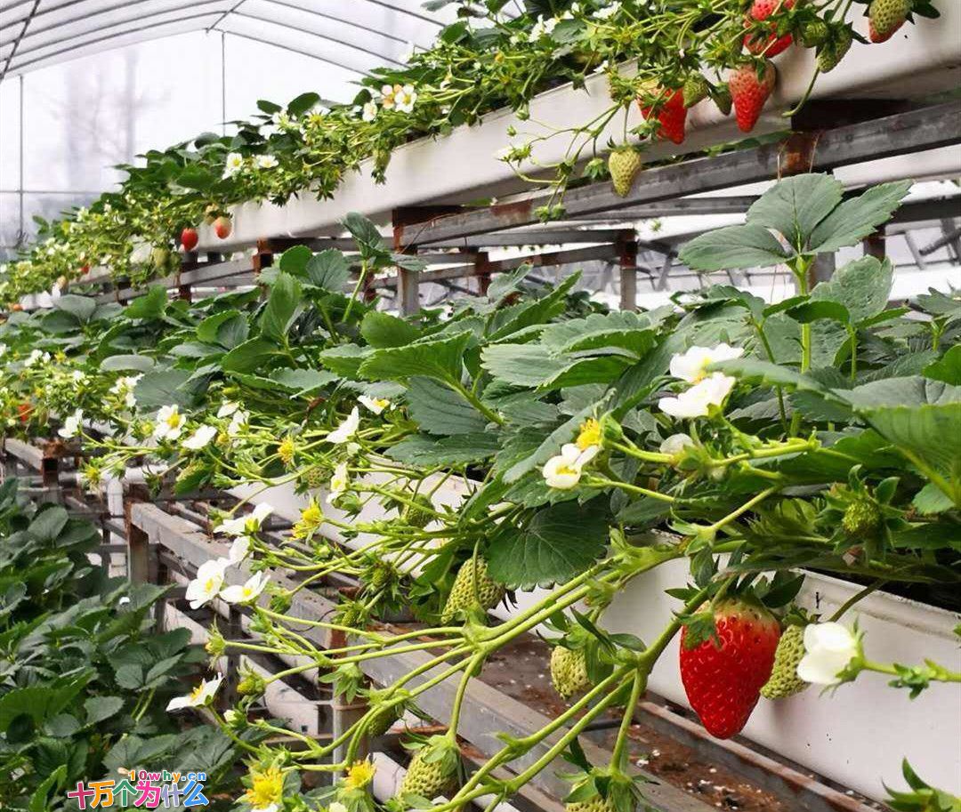 月壤到底能不能种菜？