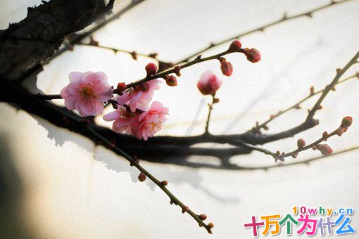 傲骨什么意思?什么样的人能被称为有傲骨? 傲骨什么意思?什么样的人能被称为有傲骨?