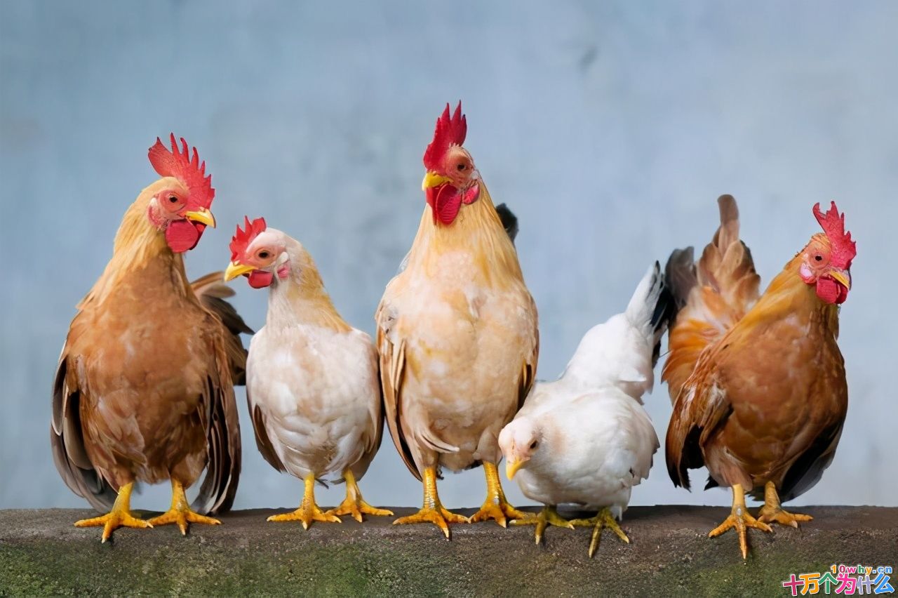 鸡为什么365天都在下蛋?而且未受精,人类利用了鸡的bug