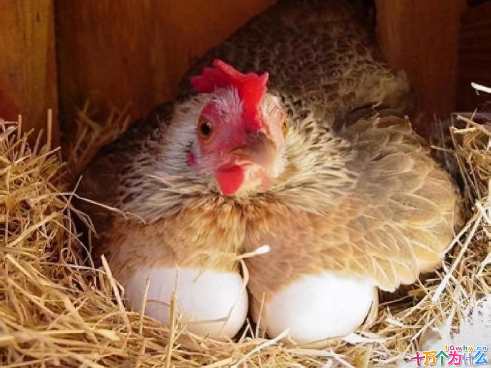 鸡为什么365天都在下蛋?而且未受精,人类利用了鸡的bug