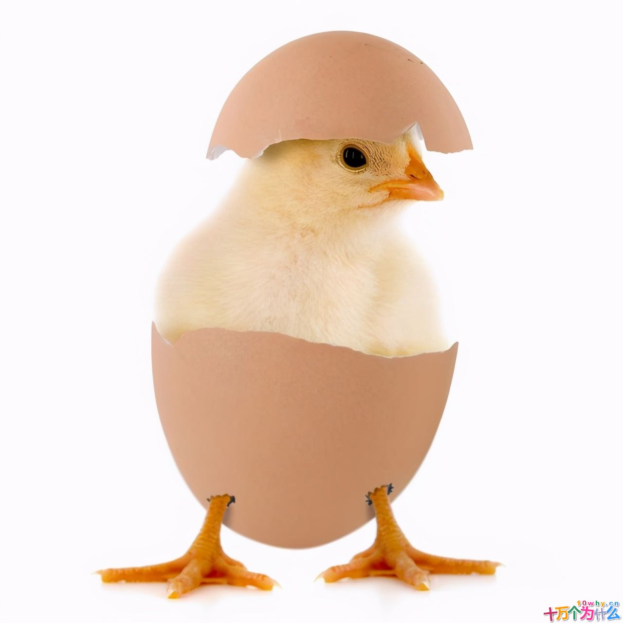 鸡为什么365天都在下蛋?而且未受精,人类利用了鸡的bug