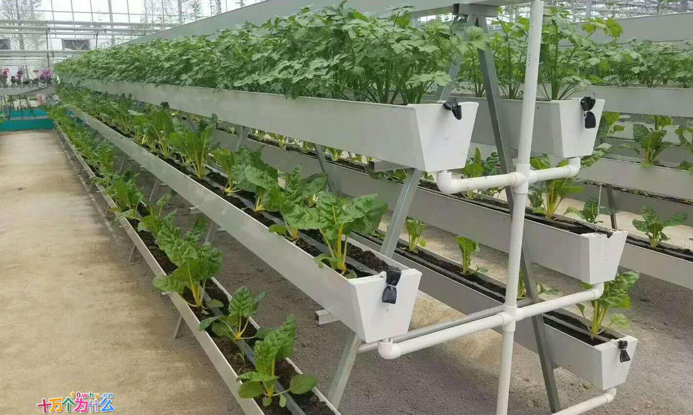 月壤到底能不能种菜？