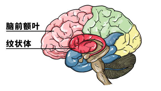 看色情片,会如何损伤你的大脑?无论男女,都要了解一下