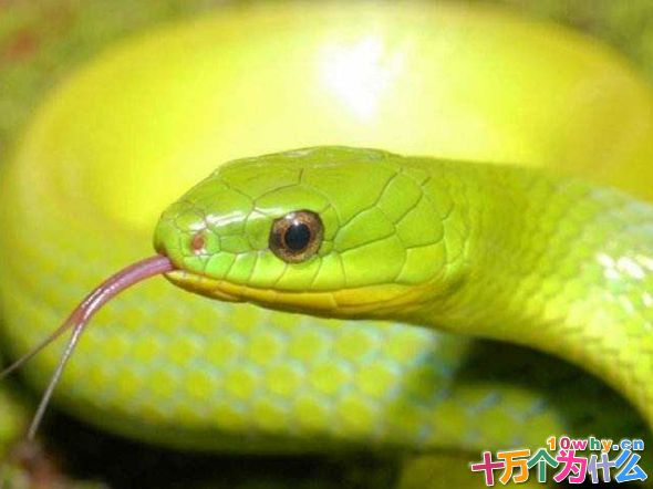 为什么蛇的舌头会分叉?