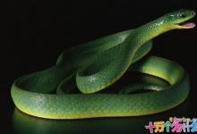 蛇为什么会没有脚?